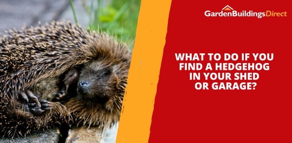 What to Do if You Find a Hedgehog in Your Shed or Garage