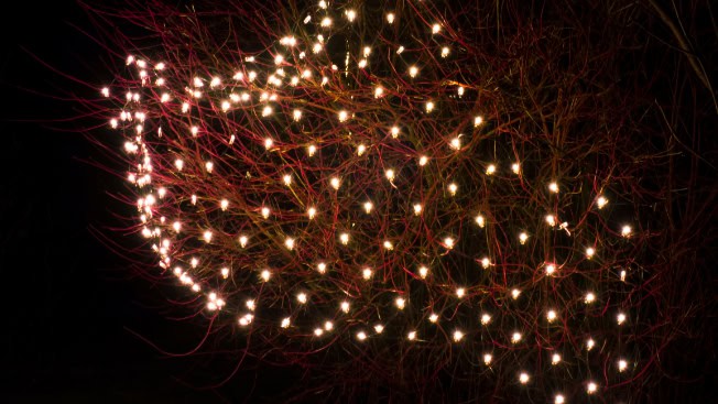 LED net lights wrapped around a bush.