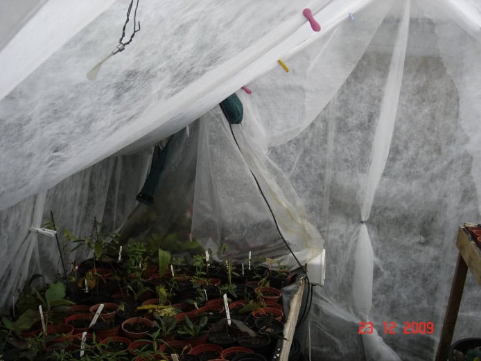 Fleece lined greenhouse with heated frame and rooted cuttings.