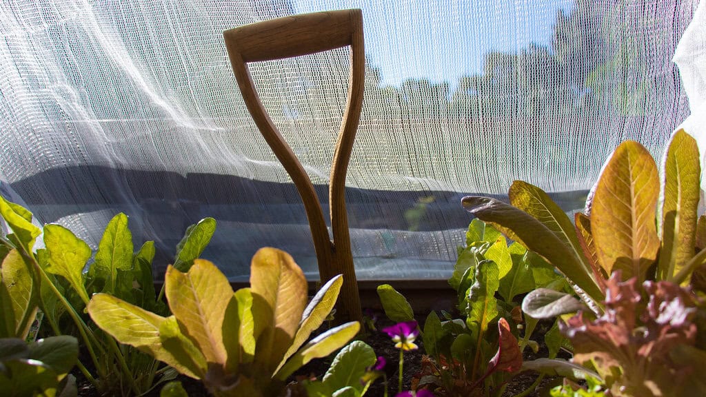 Garden bed with vegetables under shade cloth.