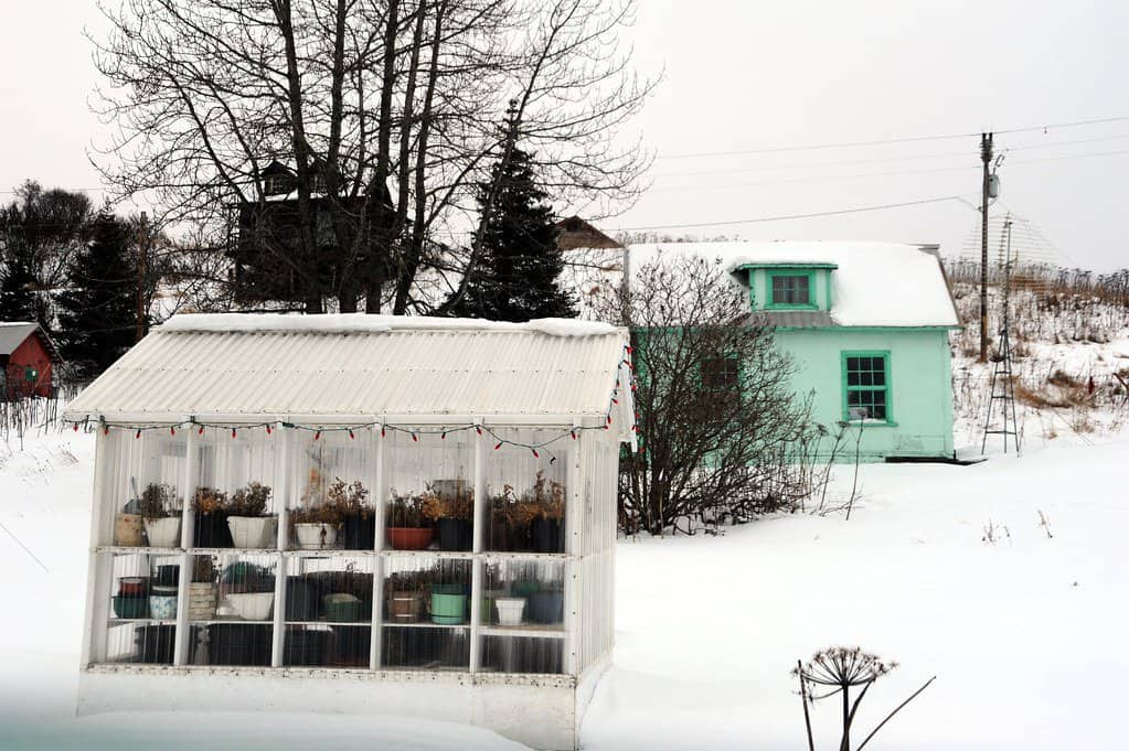 A greenhouse with corrugated plastic panels covered in snow.