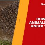 How to Get Animals Out From Under Your Shed