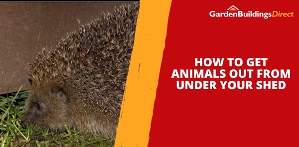 How to Get Animals Out From Under Your Shed