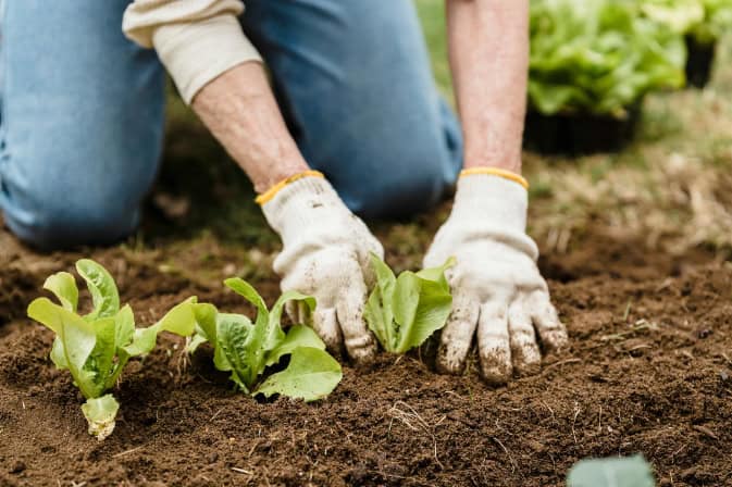 A gardener planting seedlings into the soil.