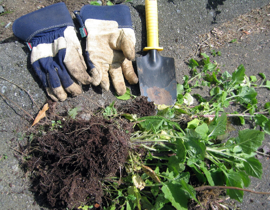 Weeds pulled out with gardening gloves and a small shovel.