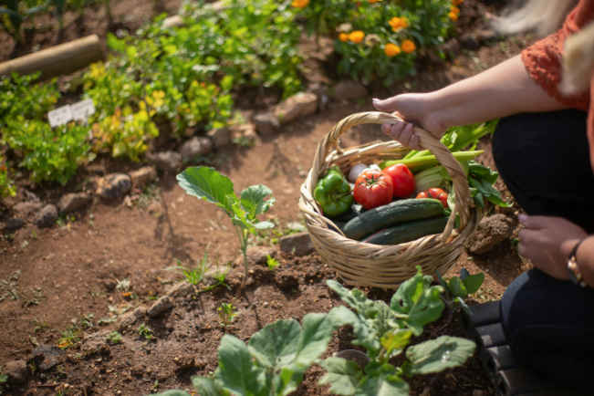 A gardener holding a basket full of freshly picked vegetables from the garden.