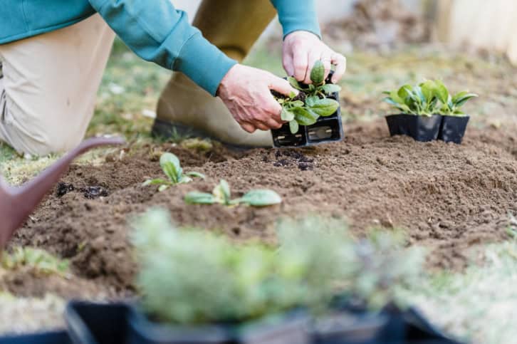 Crop gardener holding container with seedlings during planting.