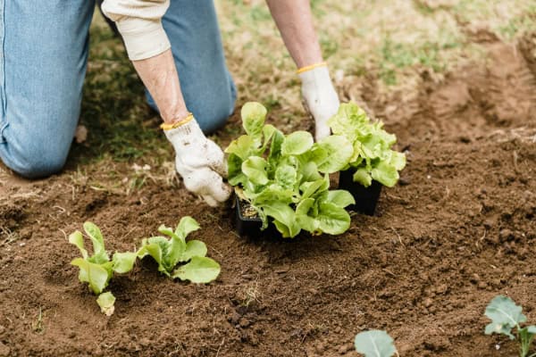 A person is planting lettuce in the ground.