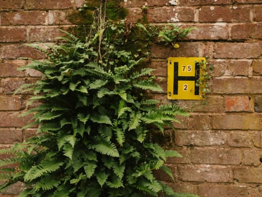 A garden brick wall with a climbing plant growing over it.