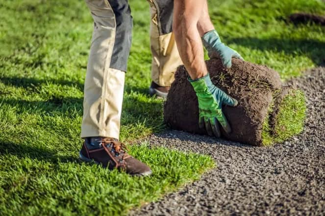 A man rolling up a section of grass or lawn for removal.