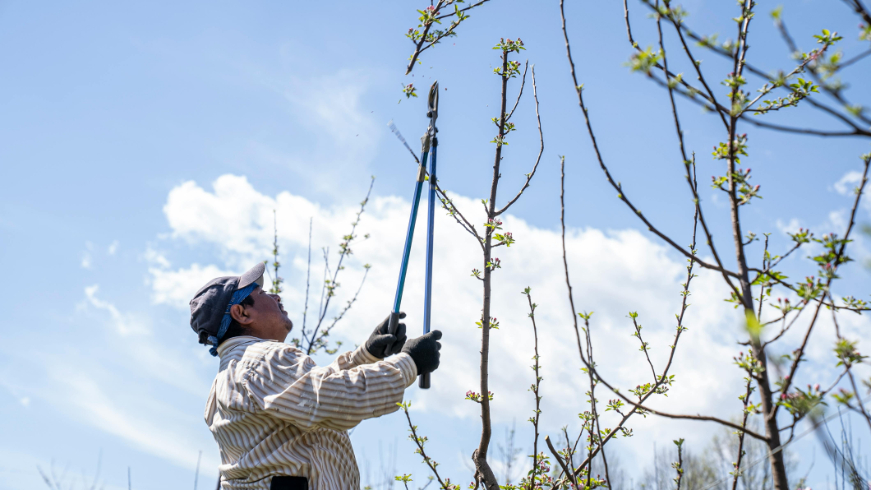 A man trimming branches.