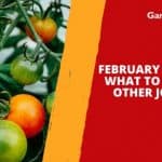 February Gardening  – What to Plant and Other Jobs to Do