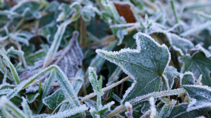 Frosty plants in a garden, with a light layer of frost covering the leaves and stems.