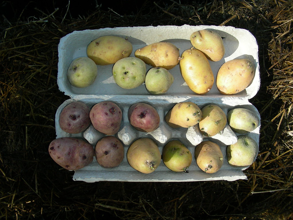 Chitted potatoes resting in an egg carton