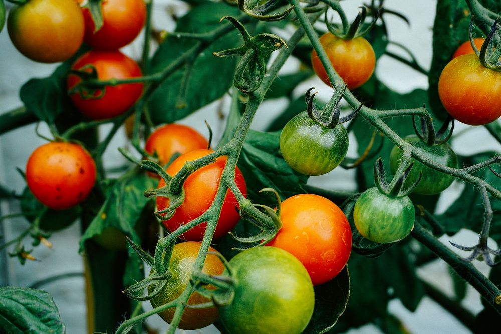 Fresh tomatoes growing on the vine.