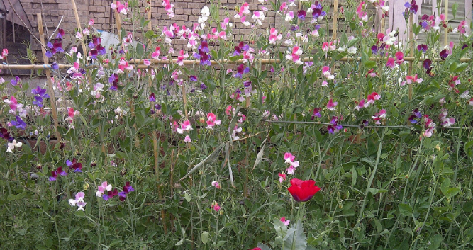 Close-up of sweet pea flowers in full bloom.