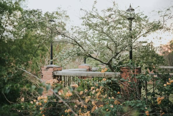 Lush plants along a fence in a garden.