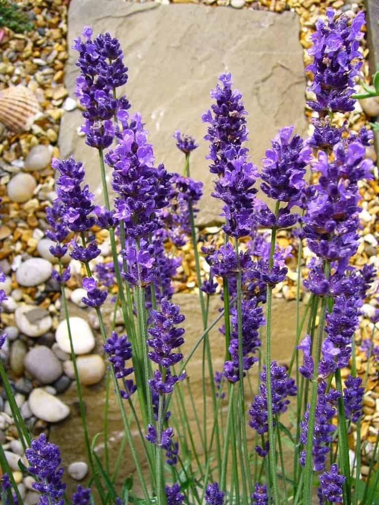 A close up of a bunch of Lavender.