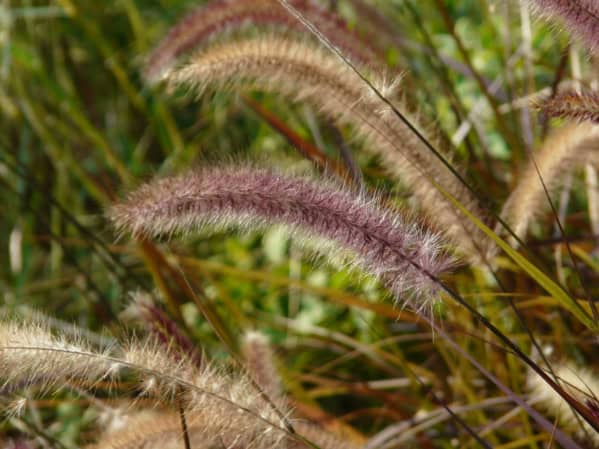 Close-up ornamental grass.]