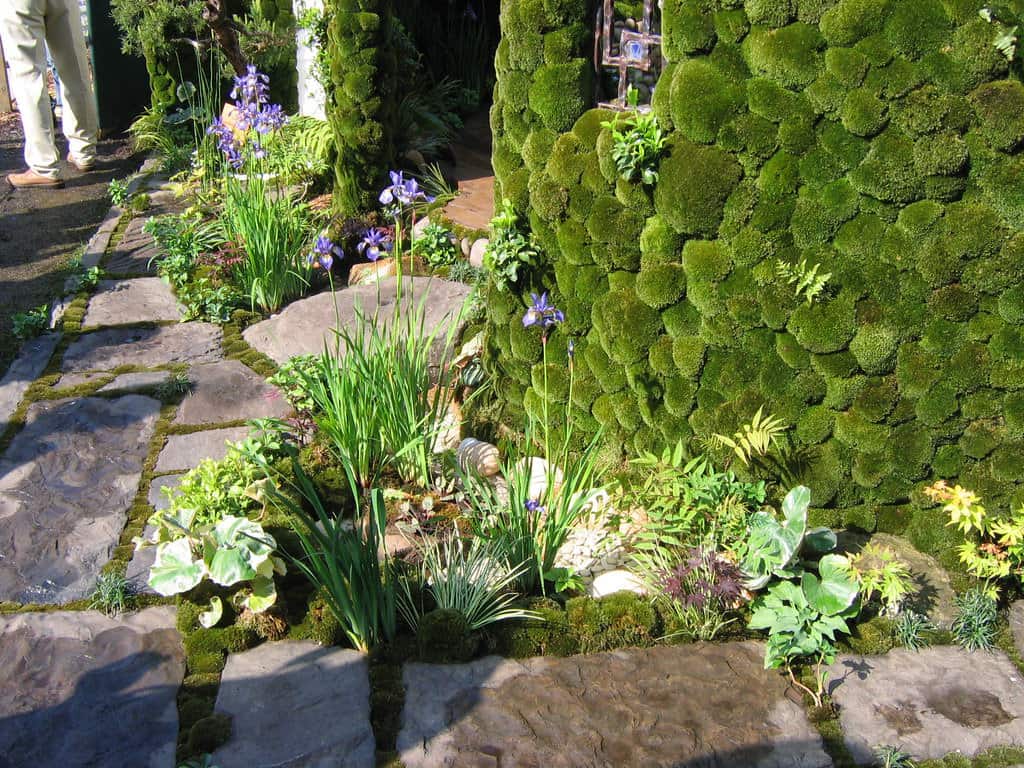Japanese moss garden.
