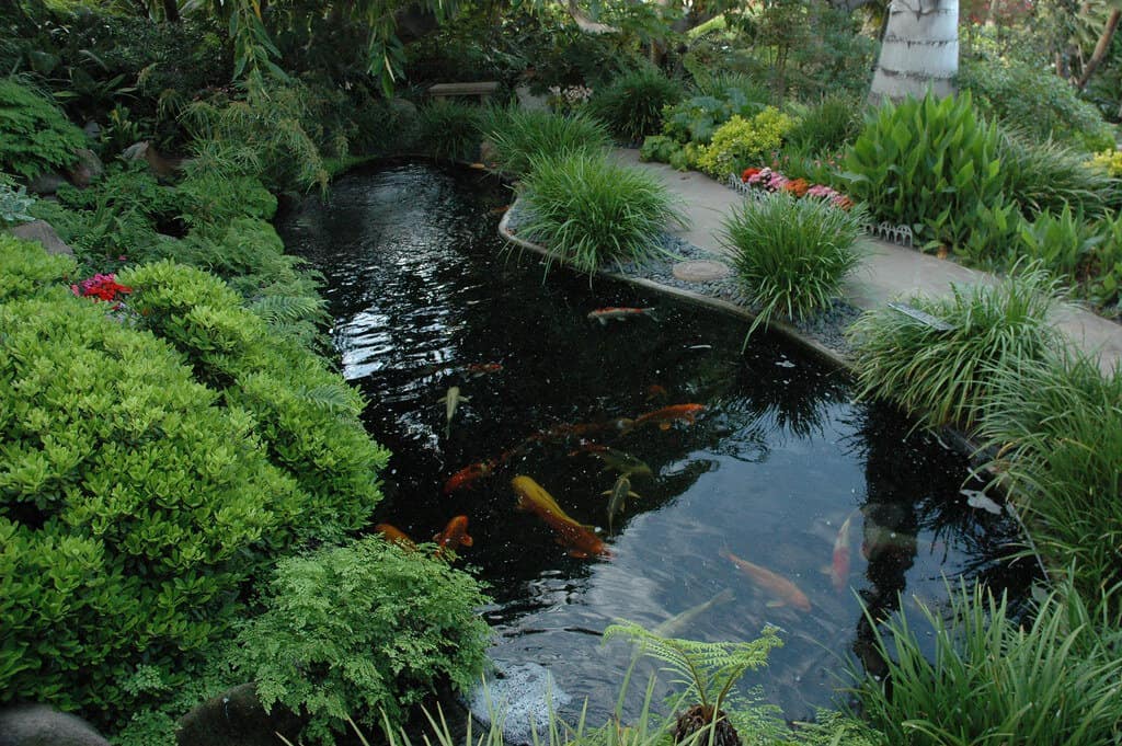 Koi pond with koi swimming, surrounded by a garden path bordered by lush greenery.