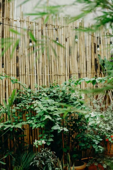 Leaves by bamboo fence.