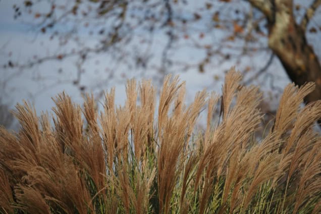 Close-up ornamental grasses.