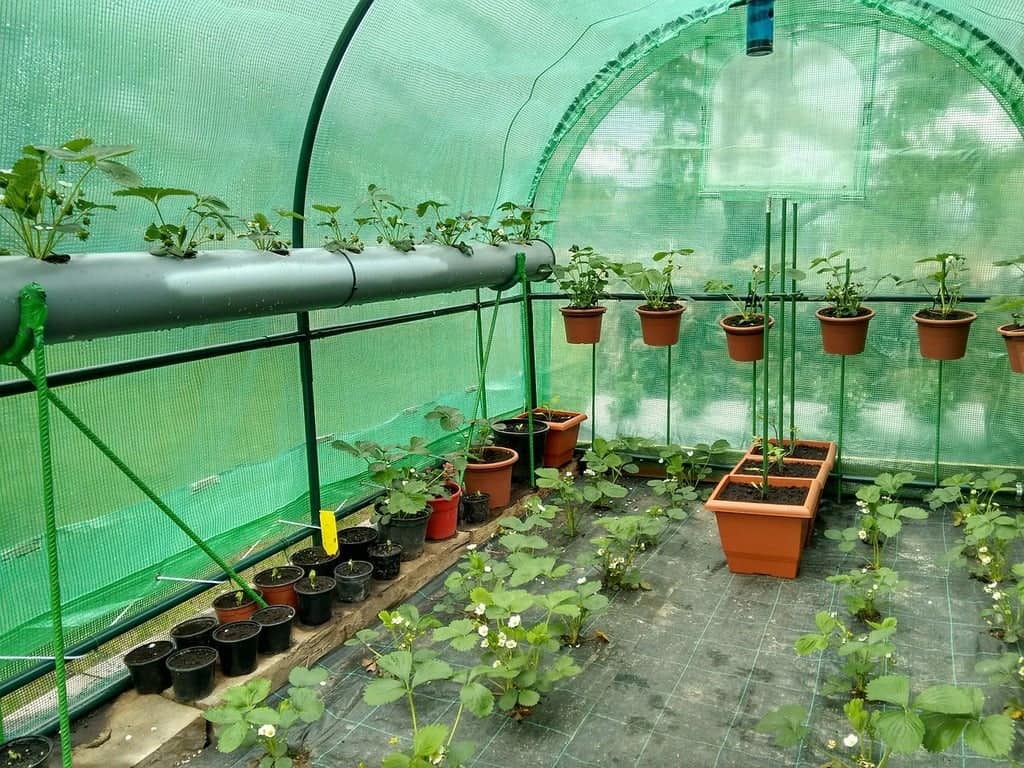 A greenhouse with shade netting, containing hydroponic systems, potted plants, and soil-grown crops.