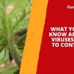 What You Need to Know About Plant Viruses and How to Control Them