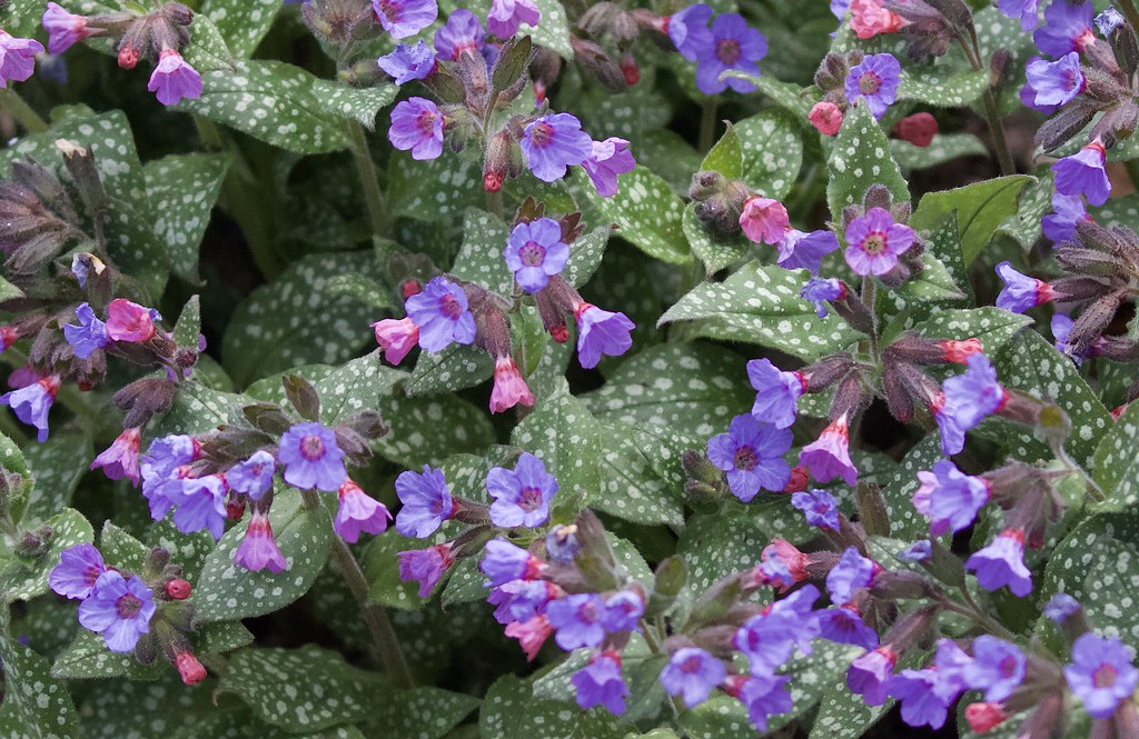 Close-up of lungwort clusters with vibrant pink and purple flowers among green spotted leaves.