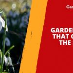 Garden Plants That Grow in the Shade