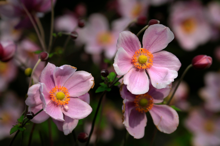 Close-up of Japanese Anemone blooms with pink petals.