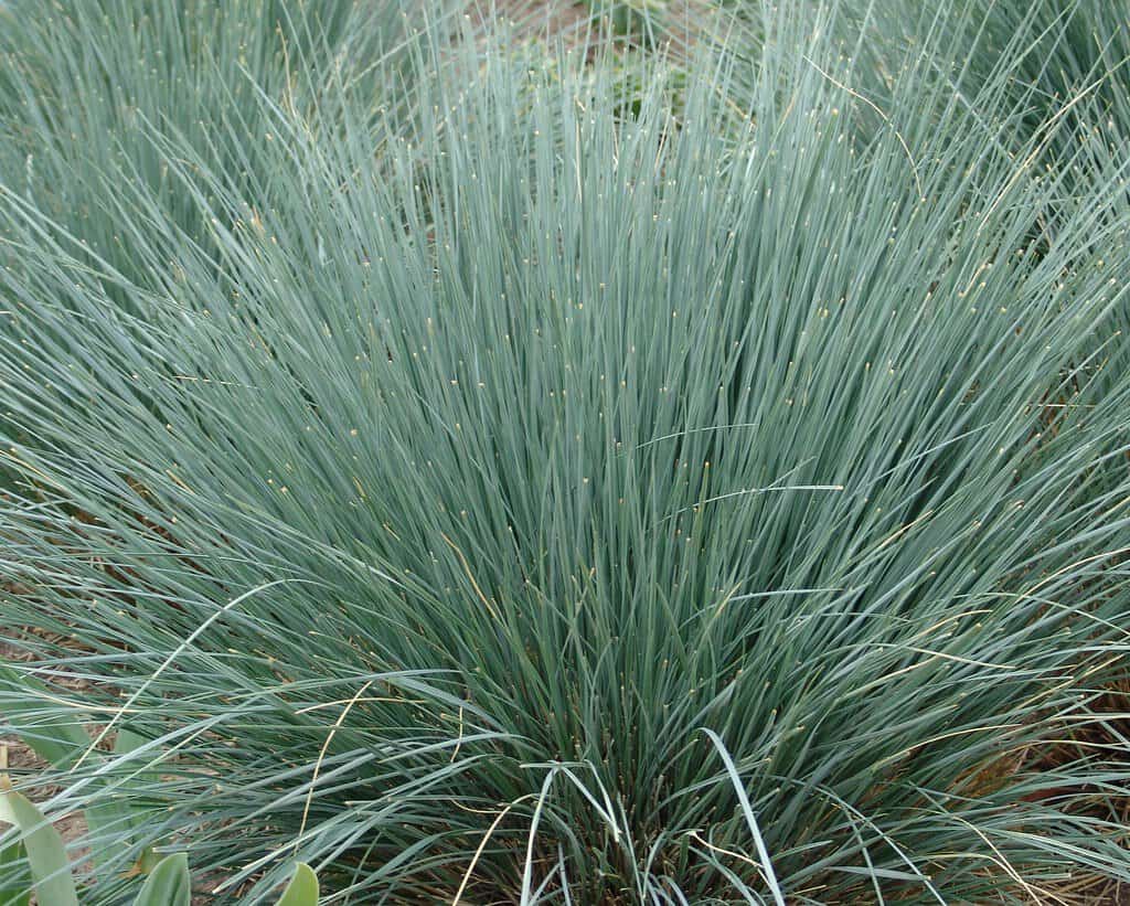 Blue oat grass with silvery-blue arching blades.