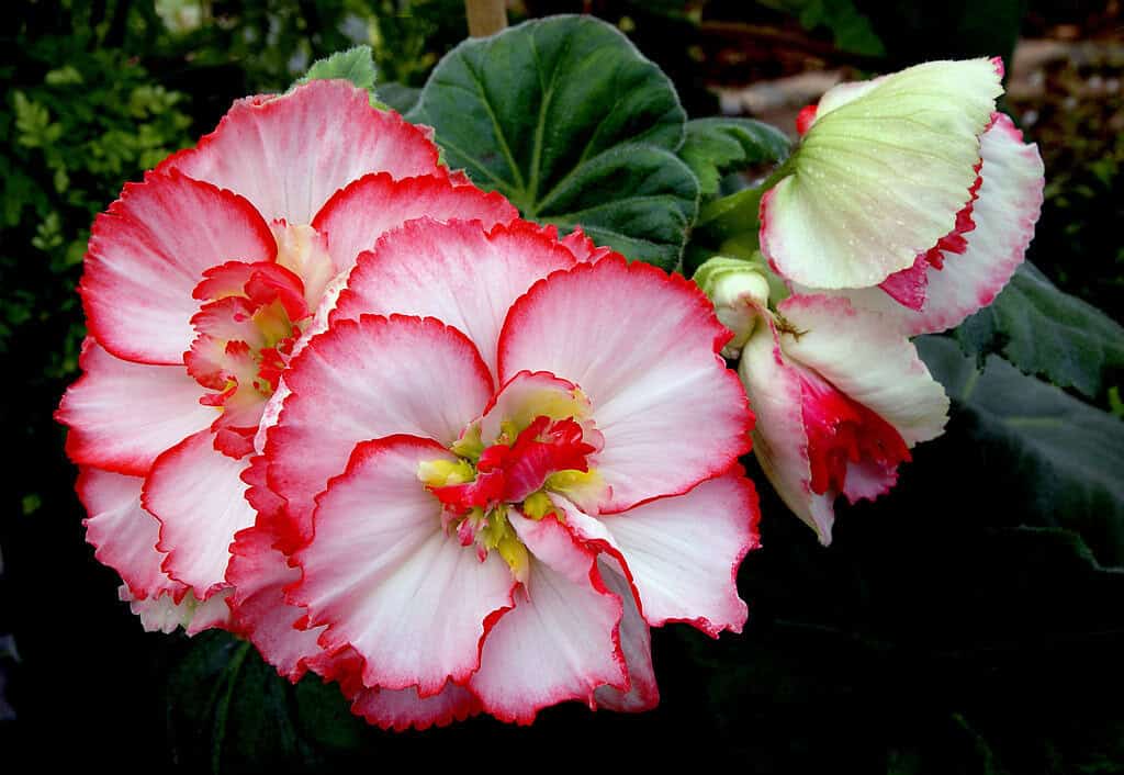 Begonias bursting with colour, their delicate petals and rich foliage.