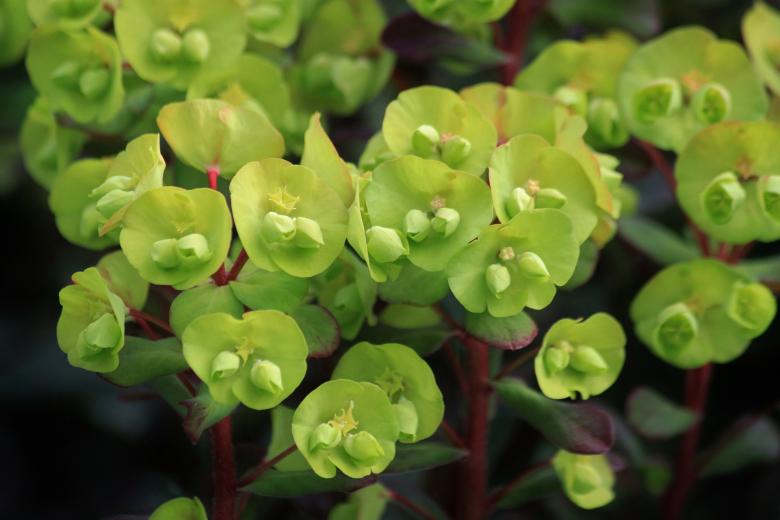 Wood spurge with lime-green flowers and deep green foliage.