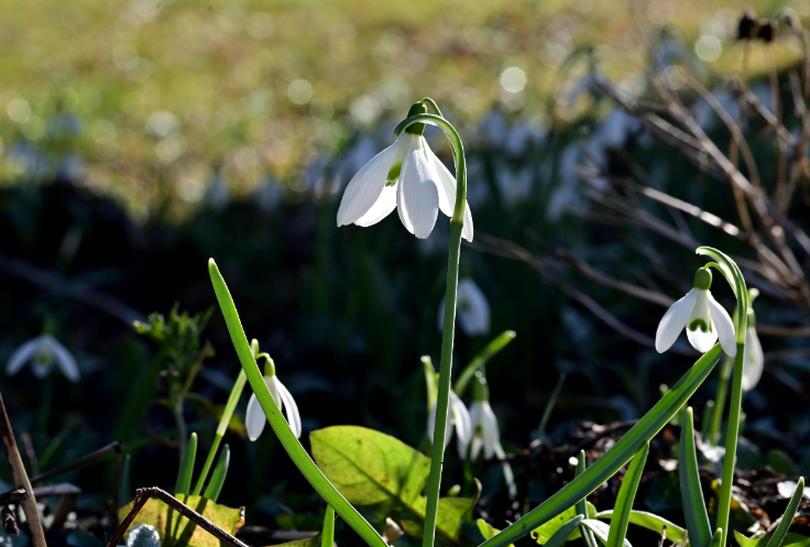 Blooming snowdrops with white, bell-shaped flowers hanging from slender green stems.