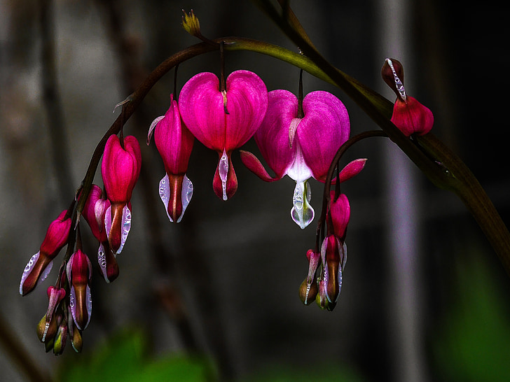 Bleeding heart with delicate, arching stems and pink heart-shaped flowers.