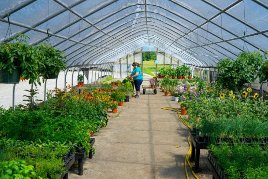 Woman tending to plants in pots and raised beds inside a greenhouse.