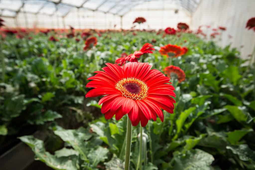 Hydroponic greenhouses with micro irrigation.]
