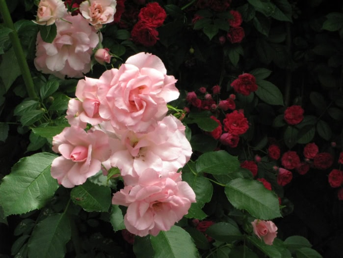 Climbing rose with vibrant pink flowers.