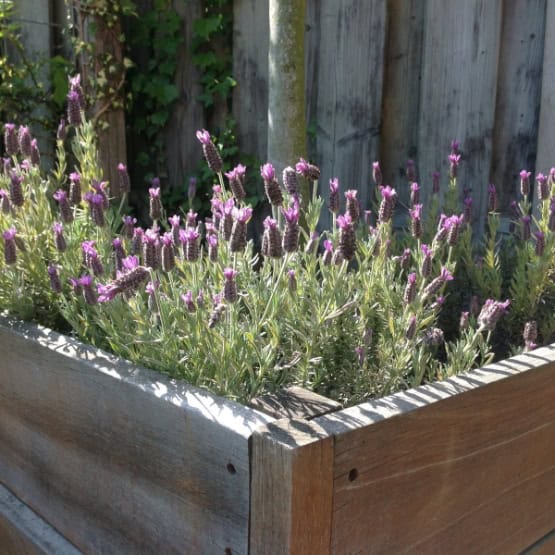 Lavender in a wooden raised bed.