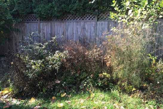 Overgrown hedges and trees in the back garden.