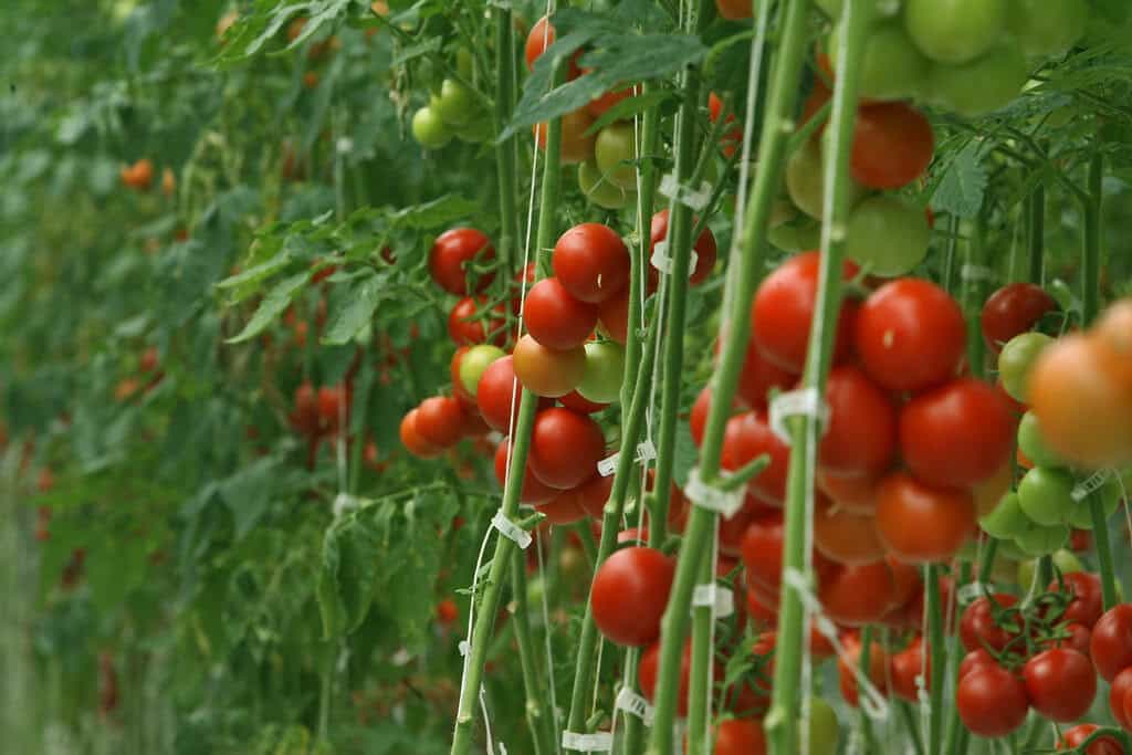 Greenhouse tomatoes at the ITC landfill and recycling centre.