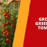 Best Greenhouse for Tomatoes – Find the Right Greenhouse