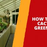 How to Grow Cacti in a Greenhouse