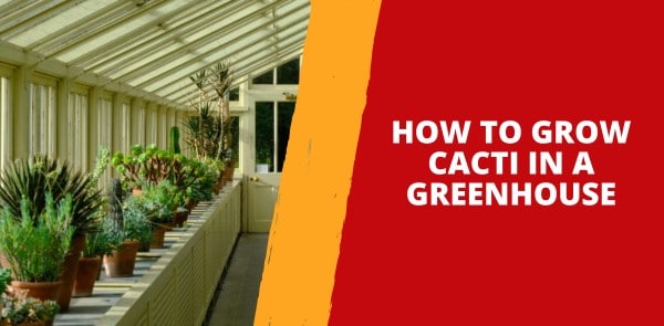 How to Grow Cacti in a Greenhouse