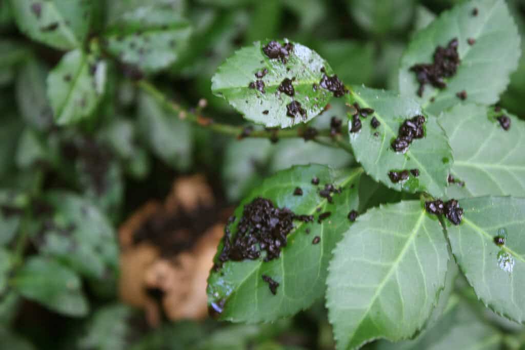 Coffee grounds on plant leaves.