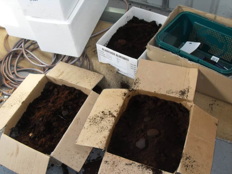 Coffee for greenhouse plants in boxes.