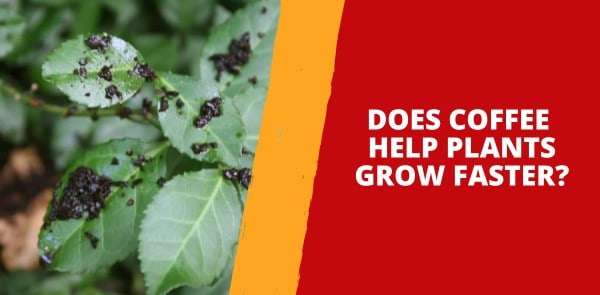 Fact Check: Does Coffee Help Plants Grow Faster?