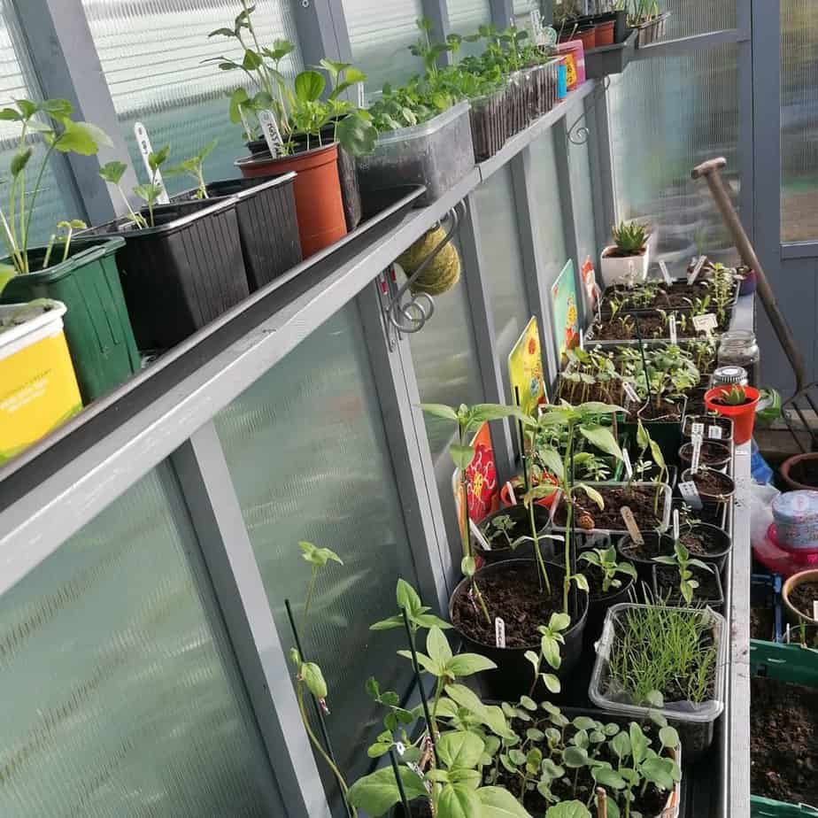 Customer’s Image: BillyOh 4000 Lincoln Wooden Polycarbonate Greenhouse